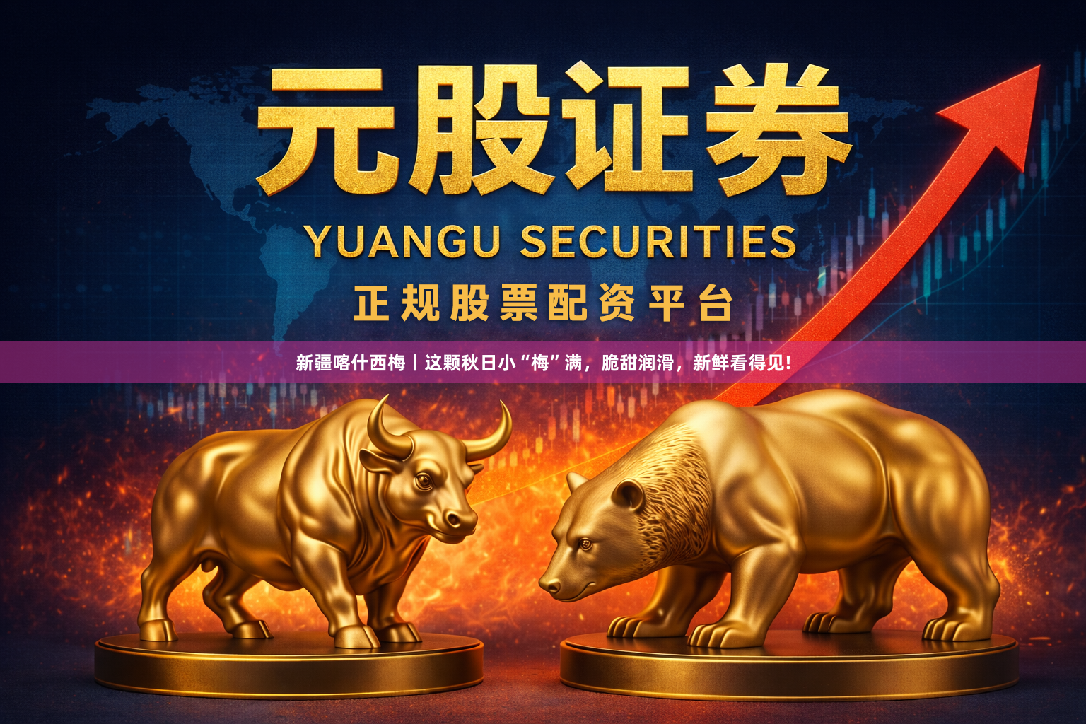 新疆喀什西梅丨这颗秋日小“梅”满，脆甜润滑，新鲜看得见!