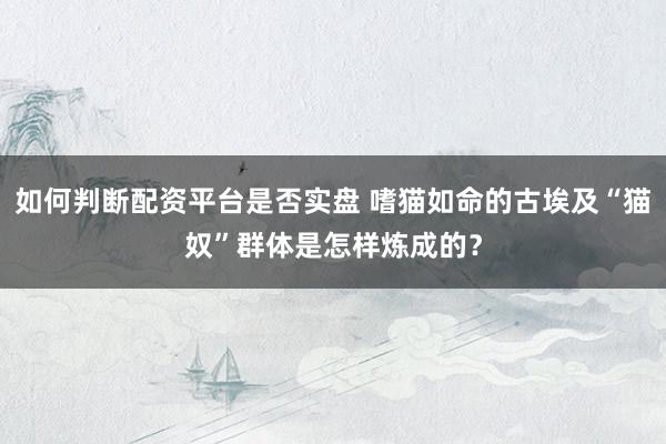 如何判断配资平台是否实盘 嗜猫如命的古埃及“猫奴”群体是怎样炼成的?